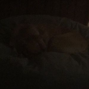 Meet your Posher, Maxi